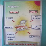 GDTH - ĐDDHTL - 5: Sơ đồ trao đổi chất ở động vật, của tác giả Trần Thị Phượng, Trường 88vv88 Thanh An, huyện 88vv11.